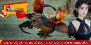 Cách nuôi gà tre đá có lực