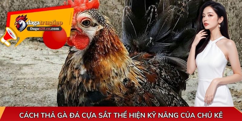 Cách thả gà đá cựa sắt thể hiện kỹ năng của chủ kê