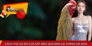 Cách thả gà đá cựa sắt