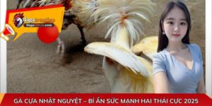 Gà cựa Nhật Nguyệt