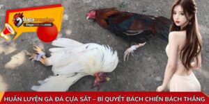 Huấn luyện gà đá cựa sắt