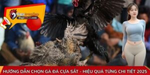Hướng Dẫn Chọn Gà Đá Cựa Sắt