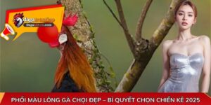 Phối màu lông gà chọi đẹp