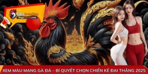 Xem màu mạng gà đá